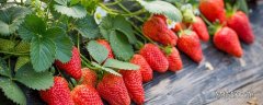 草莓吃多了会拉肚子吗 草莓和什么一起吃拉肚子